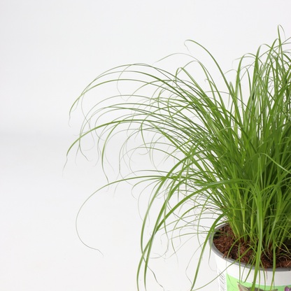 Other Green Houseplants Zyperngras - 6Er Set - Cyperus Katzengras - Höhe 30-40Cm - Topf 12Cm 
