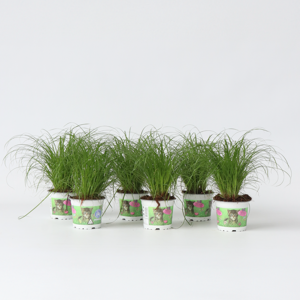 Other Green Houseplants Zyperngras - 6Er Set - Cyperus Katzengras - Höhe 30-40Cm - Topf 12Cm 