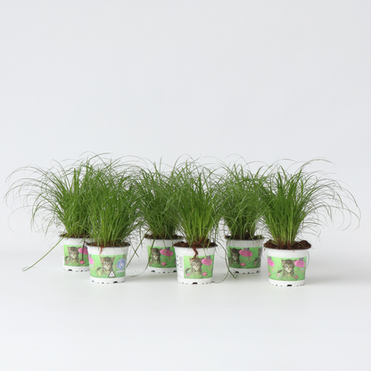 Other Green Houseplants Zyperngras - 6Er Set - Cyperus Katzengras - Höhe 30-40Cm - Topf 12Cm 