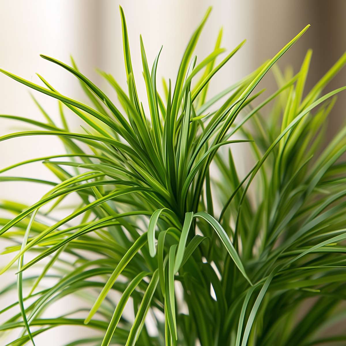 Other Green Houseplants Zyperngras - 4Er Set - Cyperus Katzengras - Höhe 30-40Cm - Topf 12Cm 