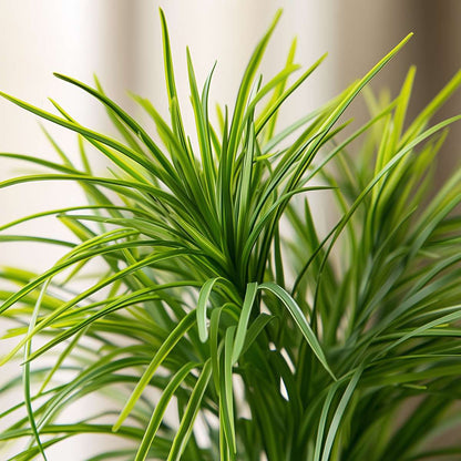 Other Green Houseplants Zyperngras - 4Er Set - Cyperus Katzengras - Höhe 30-40Cm - Topf 12Cm 