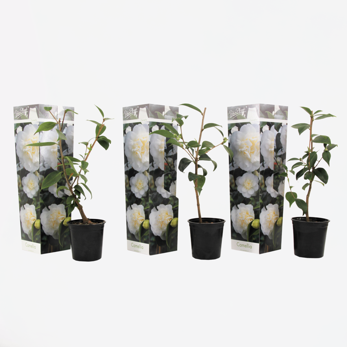 Roses Japanische Rose - 3 Stk - Camellia Japonica 'Brush Field' - Höhe 25-40Cm - ⌀9Cm 