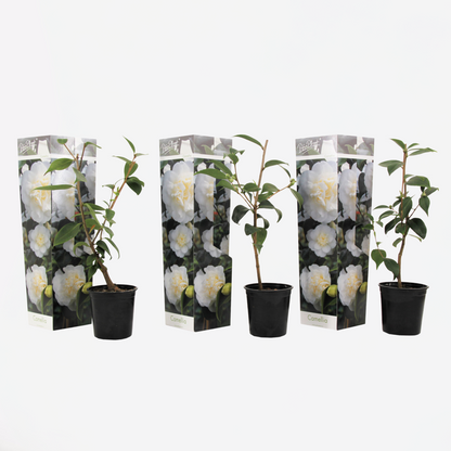 Roses Japanische Rose - 3 Stk - Camellia Japonica 'Brush Field' - Höhe 25-40Cm - ⌀9Cm 