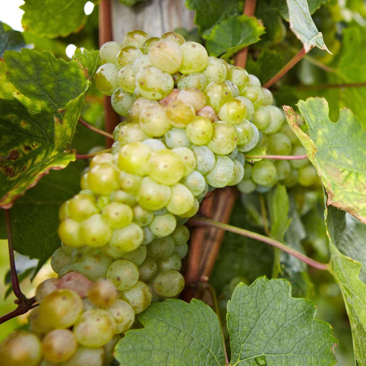 Fruit Trees Traubenpflanze - 6 Stk - Vitis Vinifera - Höhe 25-40Cm - ⌀9Cm 