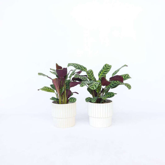 Ctenanthe Marante - 2 Stk - Ctenanthe 'Burle-Marxii' - Höhe 25-40Cm - ⌀12Cm 