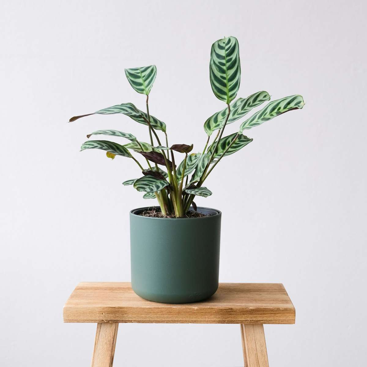 Ctenanthe Marante - 2 Stk - Ctenanthe 'Burle-Marxii' - Höhe 25-40Cm - ⌀12Cm 