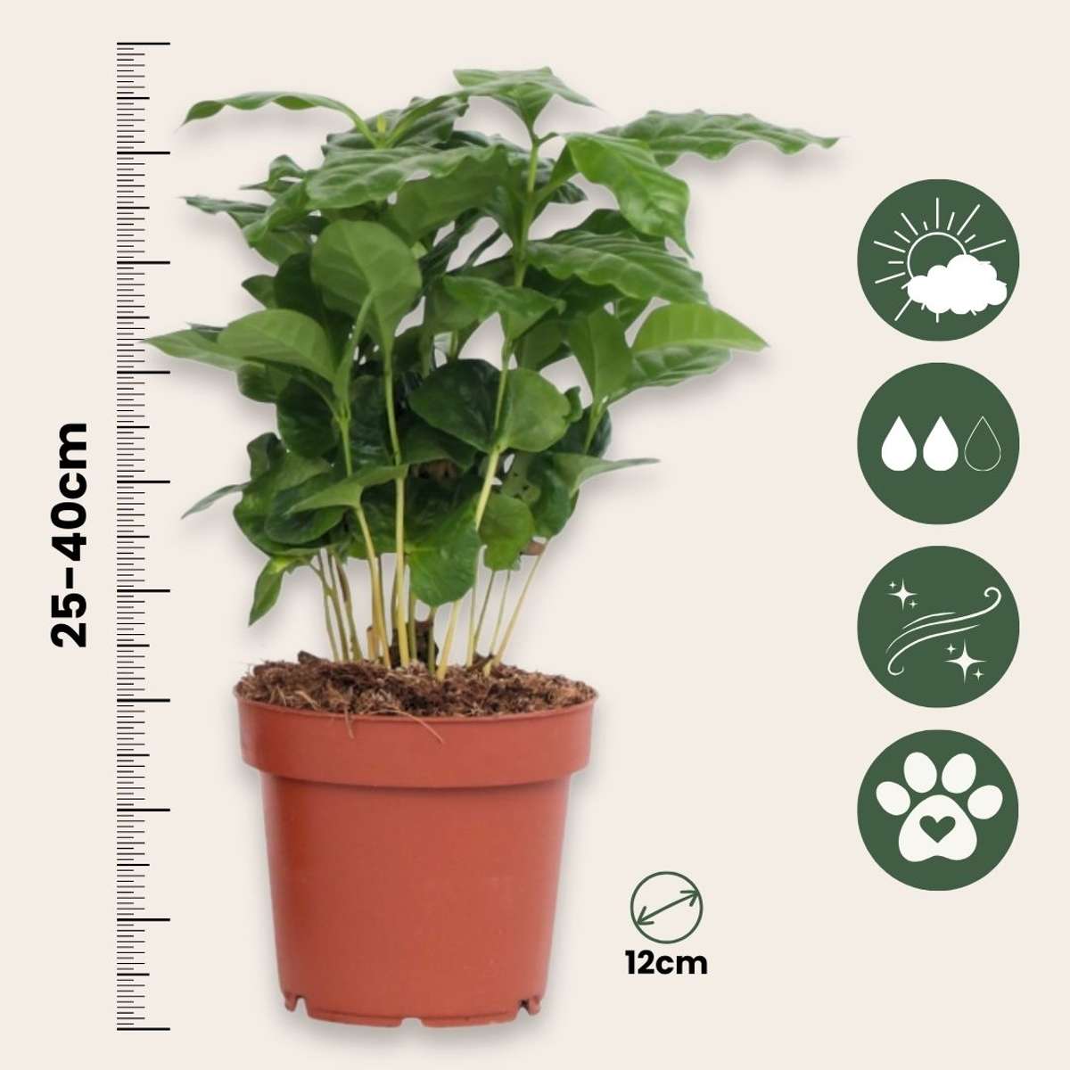 Other Green Houseplants Kaffeepflanze - 2 Stk - Coffea Arabica - Höhe 25-40Cm - ⌀12Cm 