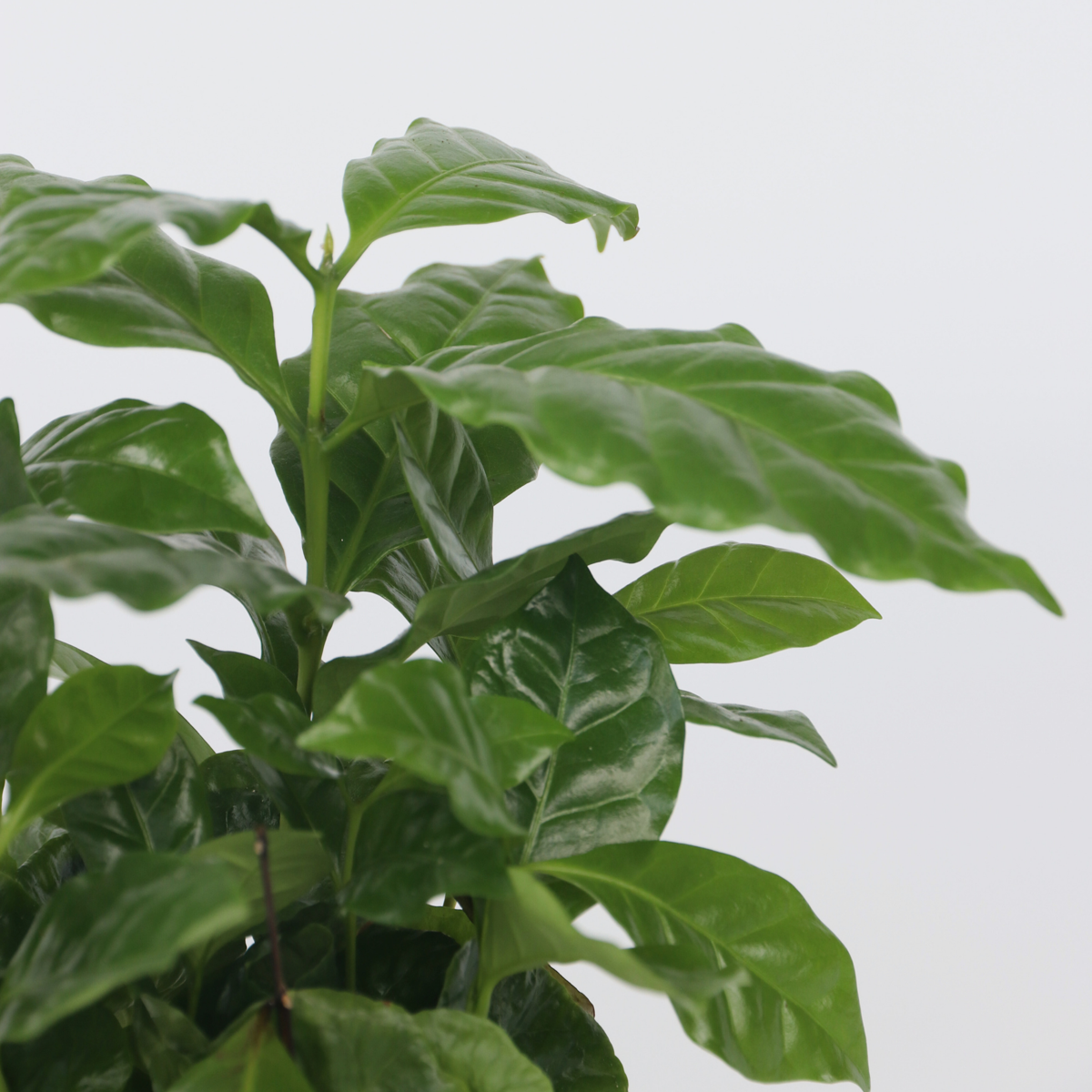 Other Green Houseplants Kaffeepflanze - 2 Stk - Coffea Arabica - Höhe 25-40Cm - ⌀12Cm 