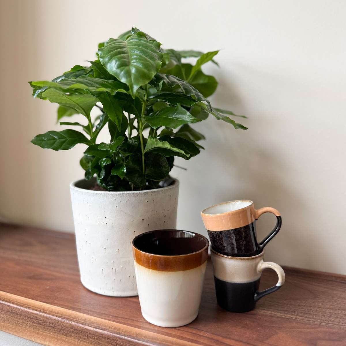 Other Green Houseplants Kaffeepflanze - 2 Stk - Coffea Arabica - Höhe 25-40Cm - ⌀12Cm 