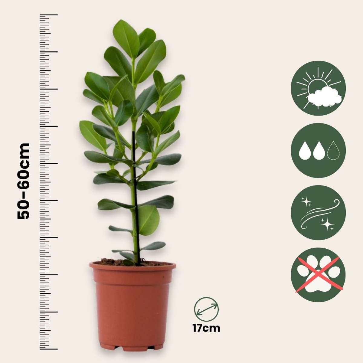 Clusia Balsamapfel - 2 Stk - Clusia Rosea 'Princess' - Höhe 50-60Cm - ⌀17Cm 