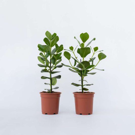 Clusia Balsamapfel - 2 Stk - Clusia Rosea 'Princess' - Höhe 50-60Cm - ⌀17Cm 