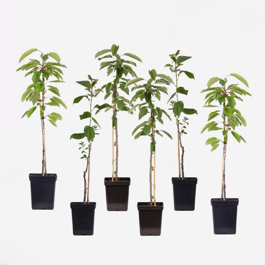 Fruit Trees Apfelbäume - 6 Stk - Malus - Höhe 60-70Cm - ⌀9Cm 