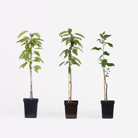 Fruit Trees Apfelbäume - 3 Stk - Malus - Höhe 60-70Cm - ⌀9Cm 