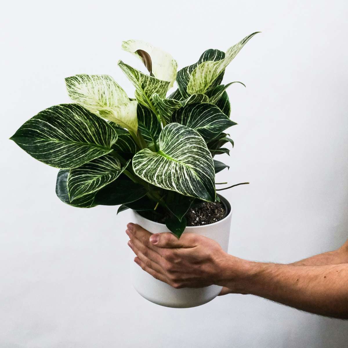 Aphelandra Zebrapflanze - 4 Stk - Aphelandra Squarrosa 'Botanica' - Höhe 25-45Cm - ⌀13Cm 