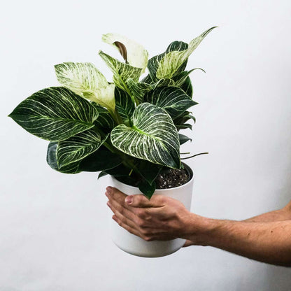 Aphelandra Zebrapflanze - 4 Stk - Aphelandra Squarrosa 'Botanica' - Höhe 25-45Cm - ⌀13Cm 