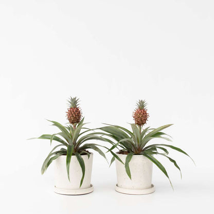 Other Green Houseplants Ananaspflanze - 2 Stk - Ananas Comosus 'Mi Amigo' - Höhe 35-45Cm - ⌀12Cm 