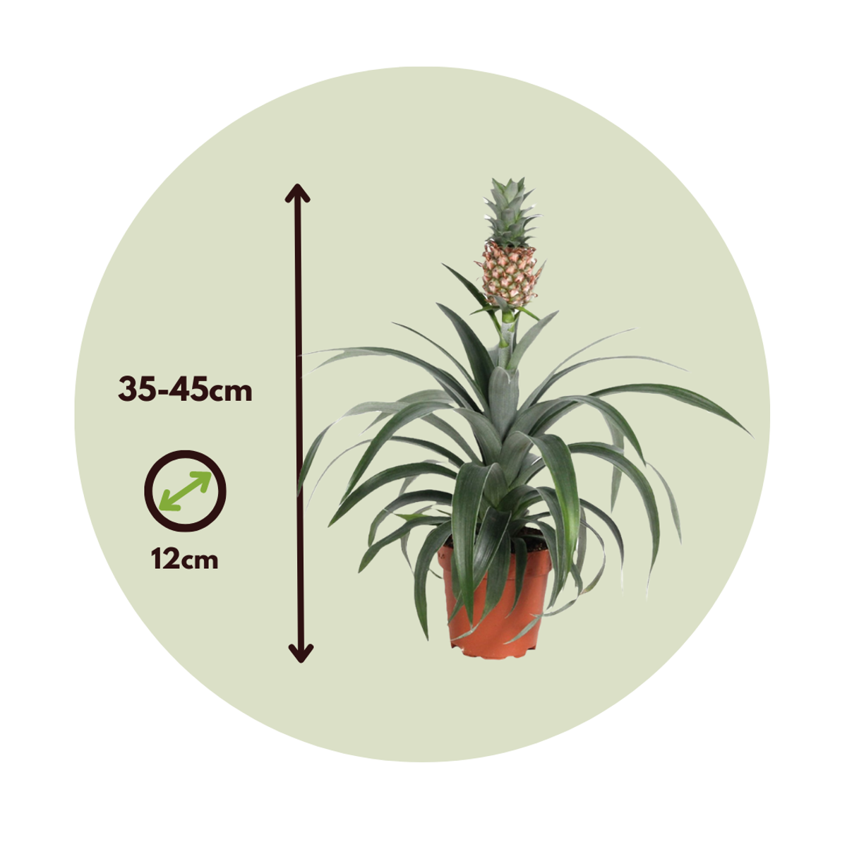 Other Green Houseplants Ananaspflanze - 2 Stk - Ananas Comosus 'Mi Amigo' - Höhe 35-45Cm - ⌀12Cm 