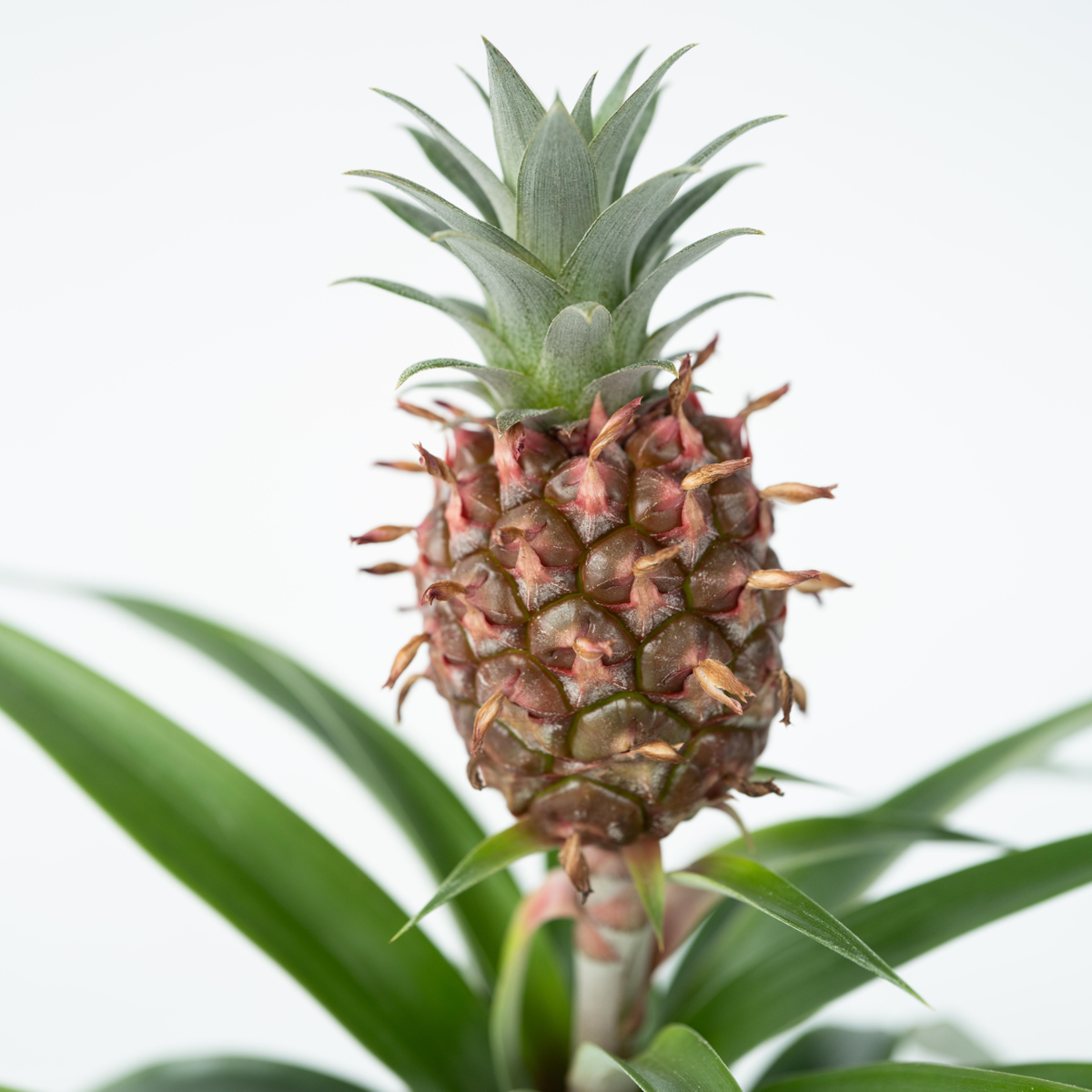 Other Green Houseplants Ananaspflanze - 2 Stk - Ananas Comosus 'Mi Amigo' - Höhe 35-45Cm - ⌀12Cm 