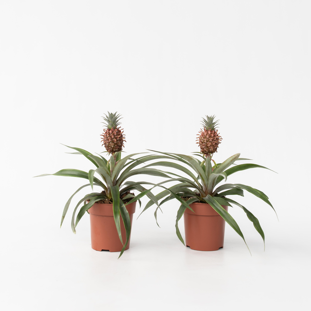 Other Green Houseplants Ananaspflanze - 2 Stk - Ananas Comosus 'Mi Amigo' - Höhe 35-45Cm - ⌀12Cm 