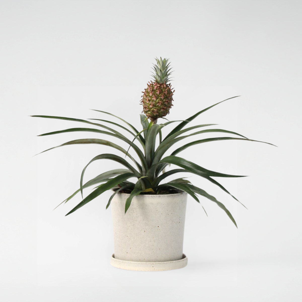 Other Green Houseplants Ananaspflanze - Ananas Comosus 'Mi Amigo' - Höhe 35-45Cm - ⌀12Cm 