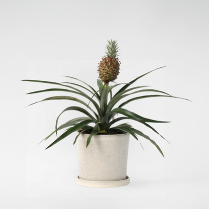 Other Green Houseplants Ananaspflanze - Ananas Comosus 'Mi Amigo' - Höhe 35-45Cm - ⌀12Cm 