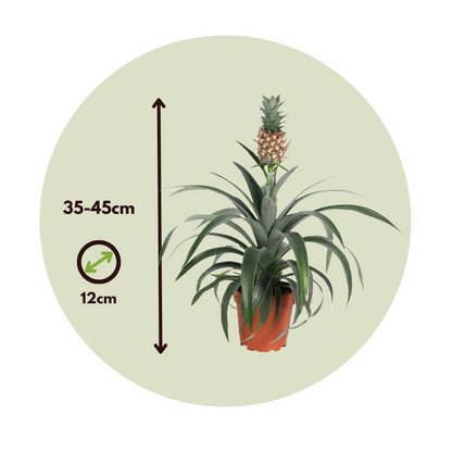 Other Green Houseplants Ananaspflanze - Ananas Comosus 'Mi Amigo' - Höhe 35-45Cm - ⌀12Cm 