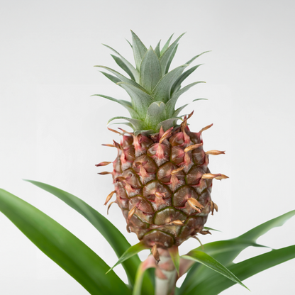 Other Green Houseplants Ananaspflanze - Ananas Comosus 'Mi Amigo' - Höhe 35-45Cm - ⌀12Cm 