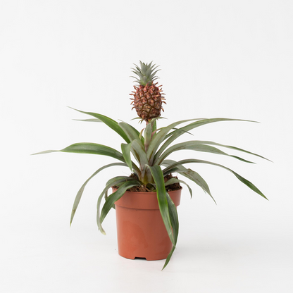 Other Green Houseplants Ananaspflanze - Ananas Comosus 'Mi Amigo' - Höhe 35-45Cm - ⌀12Cm 