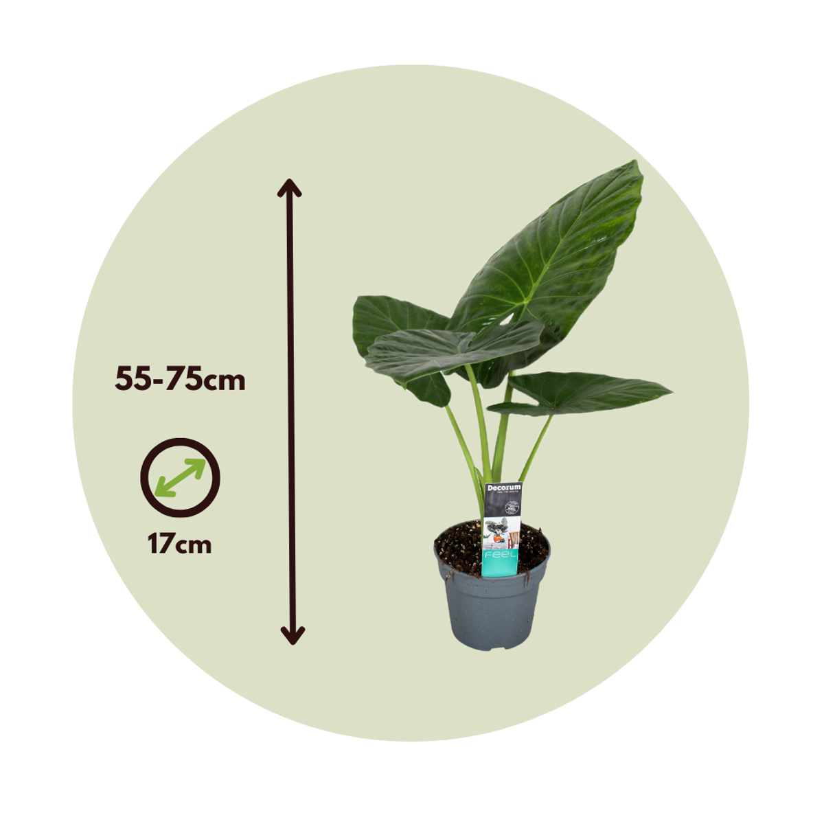 Alocasia Alokasie - Alocasia 'Odora' - Höhe 55-75Cm - ⌀17Cm 