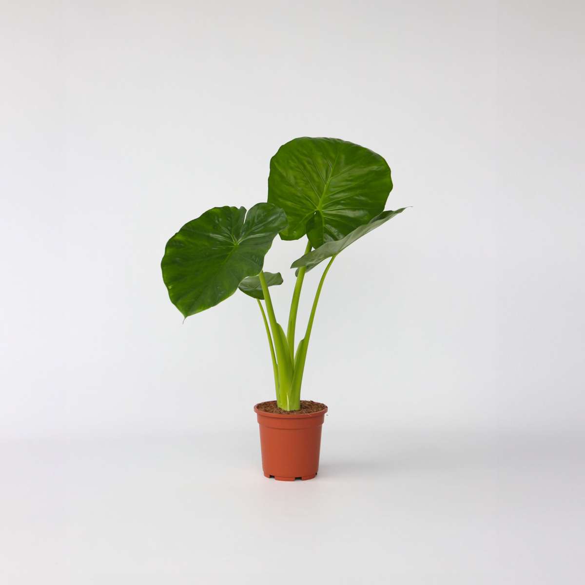 Alocasia Alokasie - Alocasia 'Odora' - Höhe 55-75Cm - ⌀17Cm 