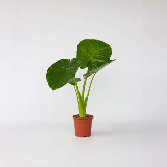 Alocasia Alokasie - Alocasia 'Odora' - Höhe 55-75Cm - ⌀17Cm 