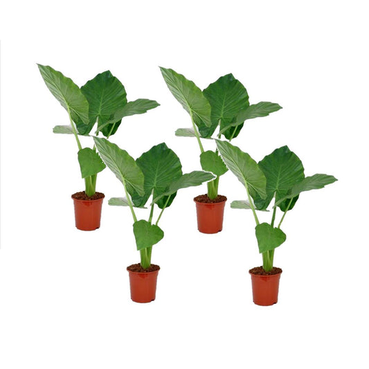 Alocasia Alokasie - 4 Stk - Alocasia 'Macrorrhizos' - Höhe 60-70Cm - ⌀17Cm 