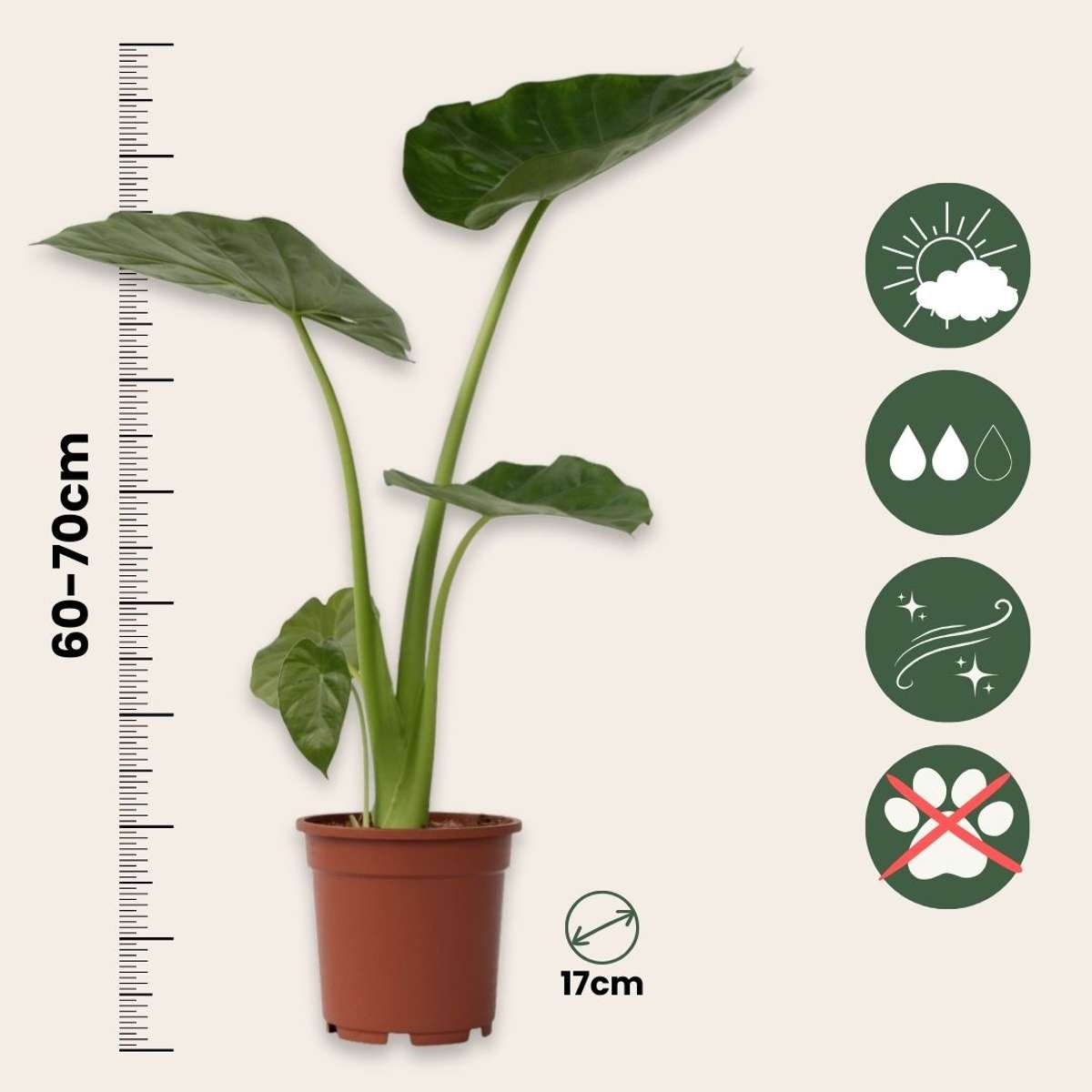 Alocasia Alokasie - 2 Stk - Alocasia 'Macrorrhizos' - Höhe 60-70Cm - ⌀17Cm 
