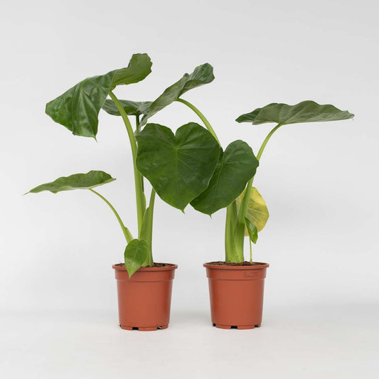 Alocasia Alokasie - 2 Stk - Alocasia 'Macrorrhizos' - Höhe 60-70Cm - ⌀17Cm 