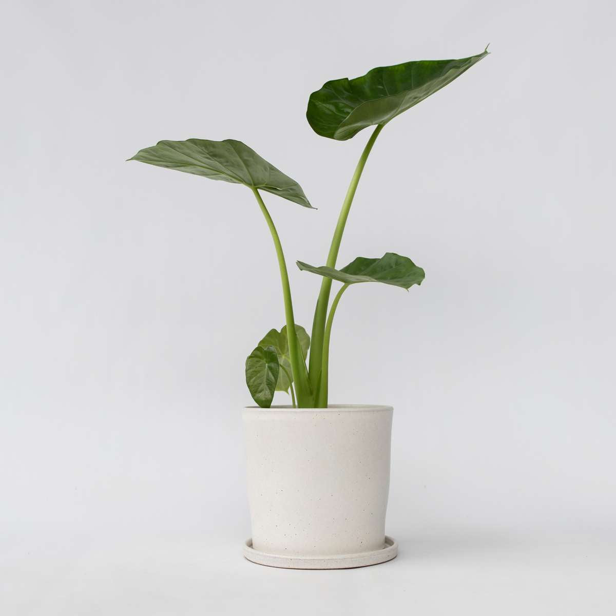 Alocasia Alokasie - Alocasia 'Macrorrhizos' - Höhe 60-70Cm - ⌀17Cm 