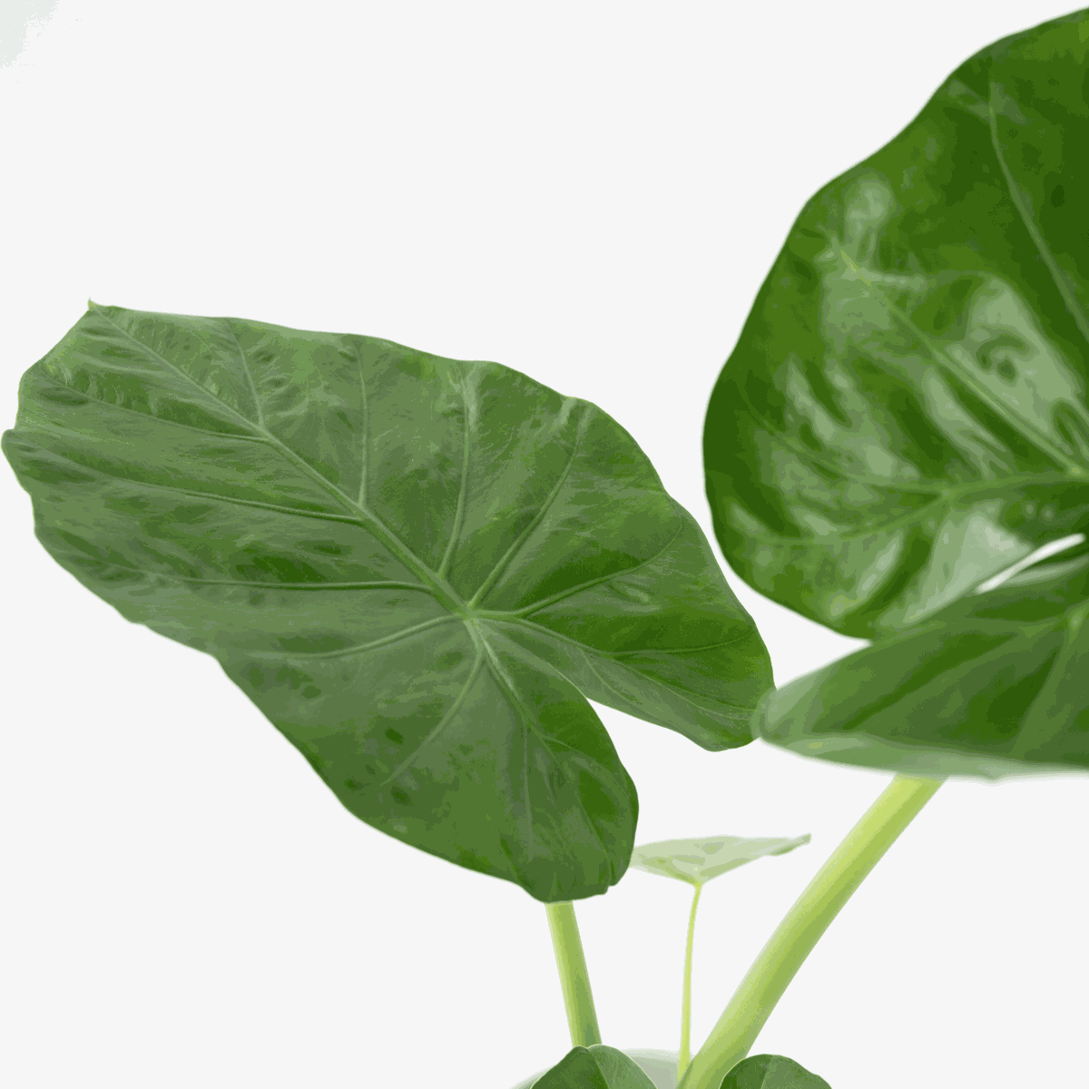 Alocasia Alokasie - Alocasia 'Macrorrhizos' - Höhe 60-70Cm - ⌀17Cm 