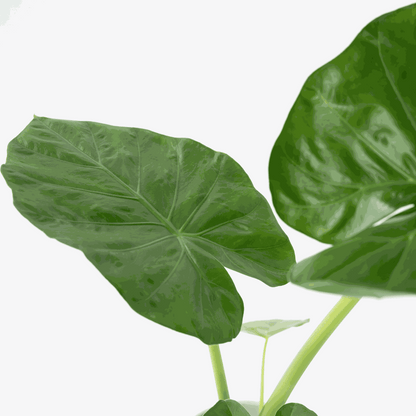 Alocasia Alokasie - Alocasia 'Macrorrhizos' - Höhe 60-70Cm - ⌀17Cm 