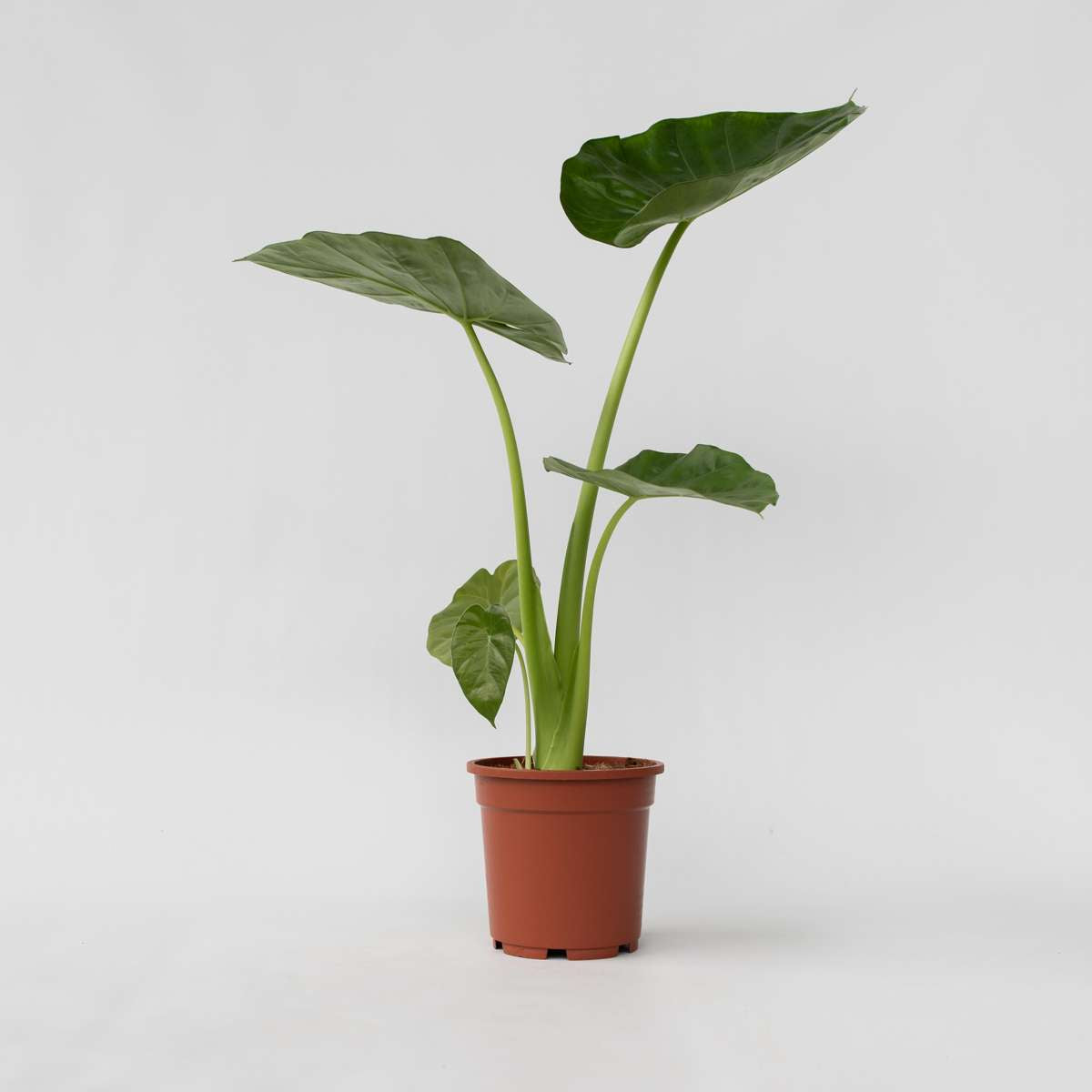 Alocasia Alokasie - Alocasia 'Macrorrhizos' - Höhe 60-70Cm - ⌀17Cm 