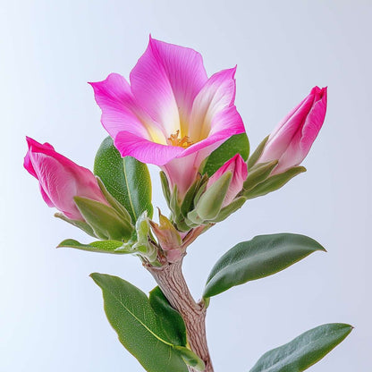 Blooming Houseplants Wüstenrose - Adenium Obesum - Höhe 25-40Cm - ⌀10,5Cm 