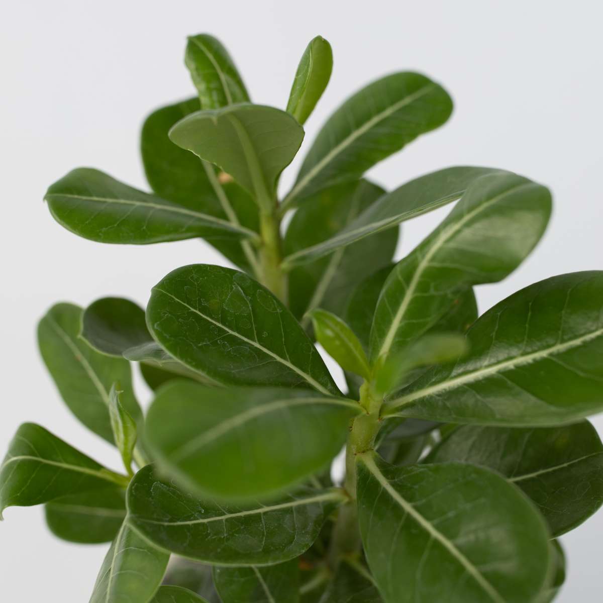 Blooming Houseplants Wüstenrose - Adenium Obesum - Höhe 25-40Cm - ⌀10,5Cm 