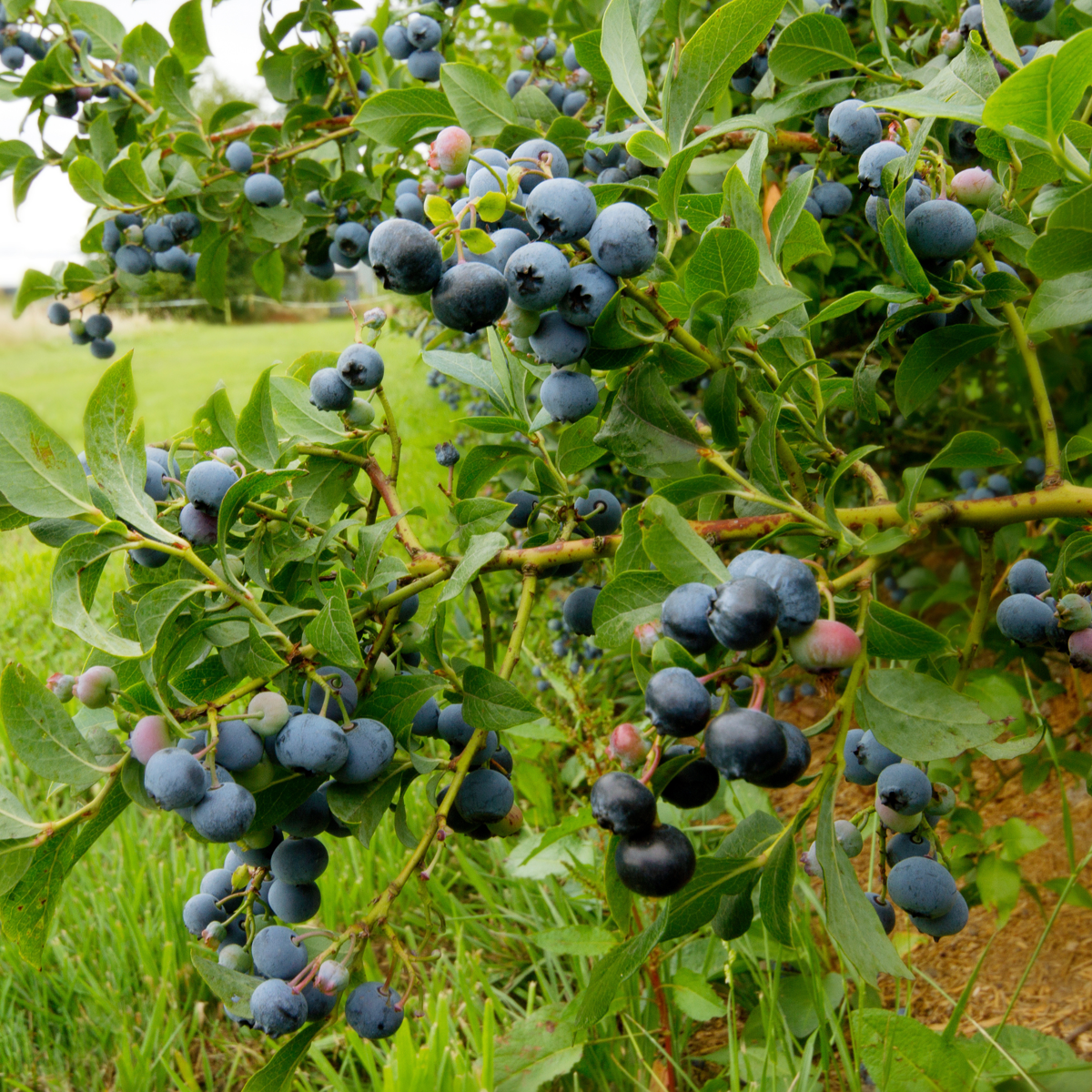 Fruit Trees Blaubeere - 3 Stk - Vaccinium Corymbosum 'Sunshine Blue' - Höhe 25-40Cm - ⌀9Cm 