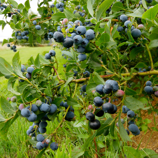 Fruit Trees Blaubeere - 3 Stk - Vaccinium Corymbosum 'Sunshine Blue' - Höhe 25-40Cm - ⌀9Cm 
