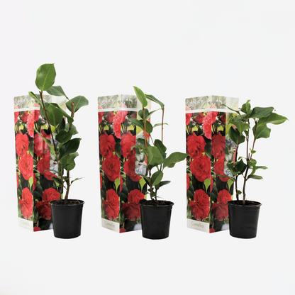 Roses Japanische Rose - 3 Stk - Camellia Japonica Lady Campbell - Höhe 25-40Cm - ⌀9Cm 