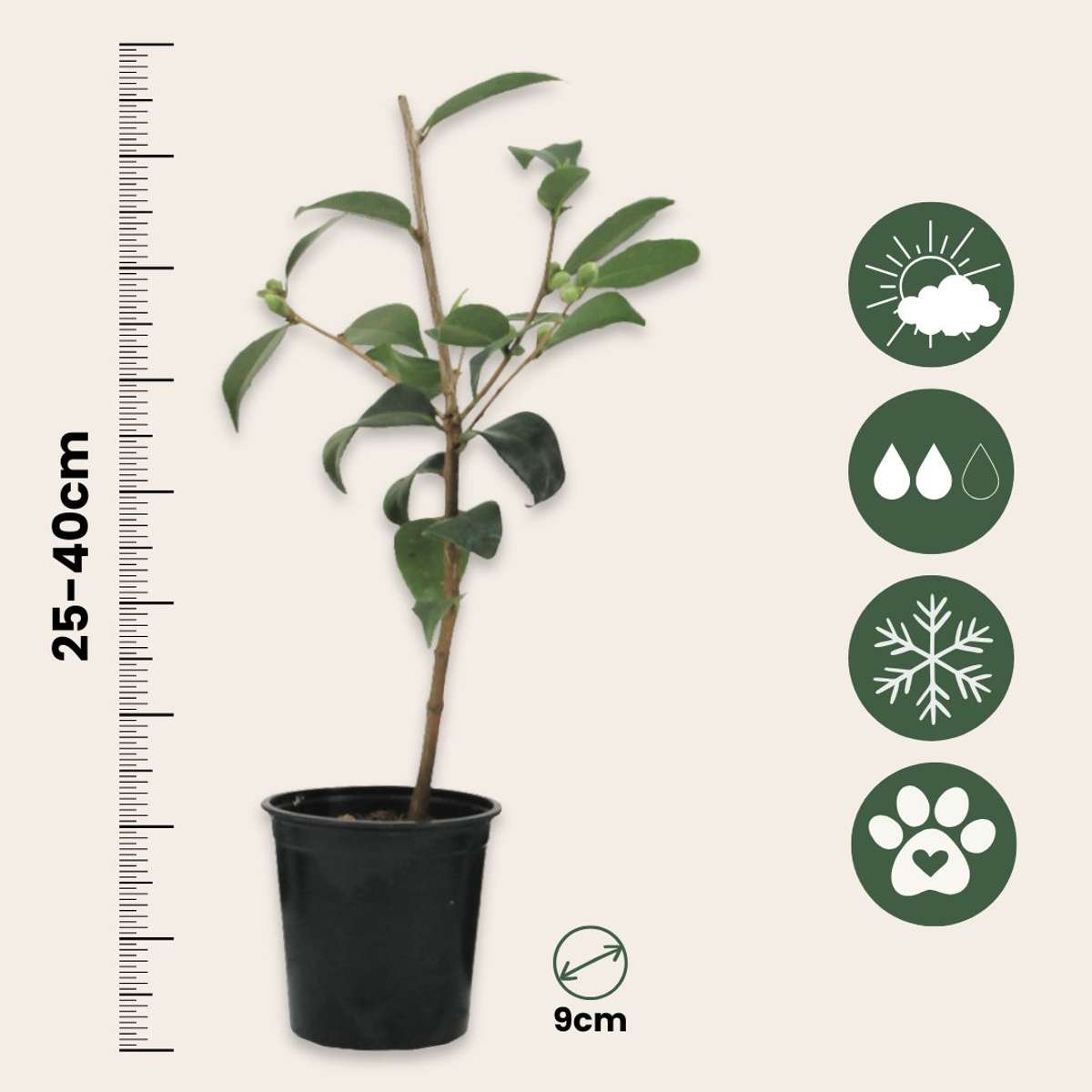 Roses Japanische Rose - 3 Stk - Camellia Japonica Lady Campbell - Höhe 25-40Cm - ⌀9Cm 