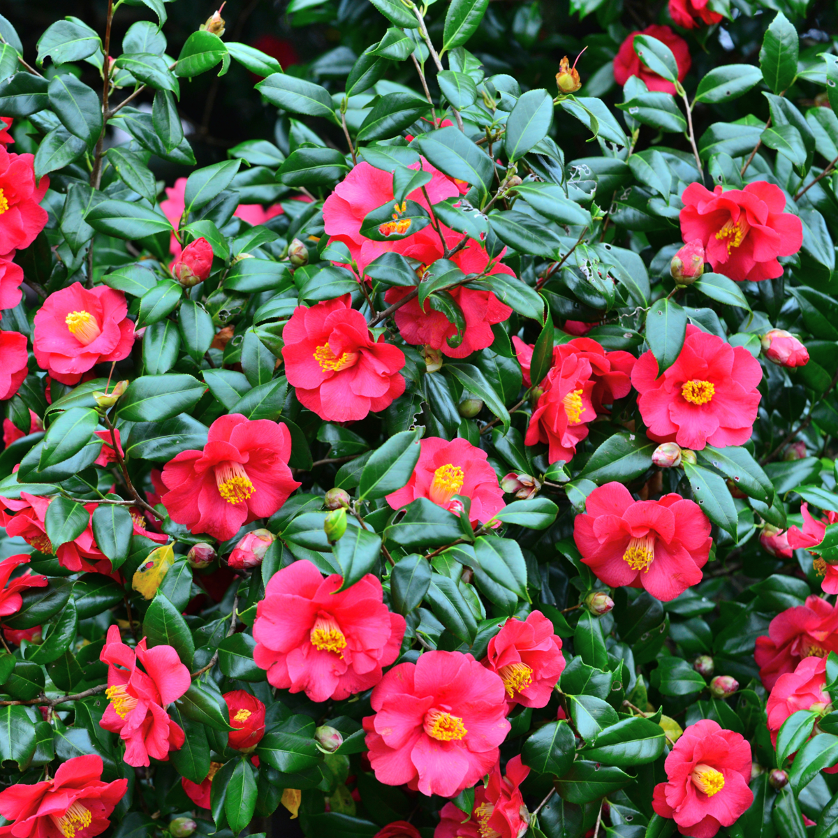 Roses Japanische Rose - 3 Stk - Camellia Japonica 'Bonomiana' - Höhe 25-40Cm - ⌀9Cm 