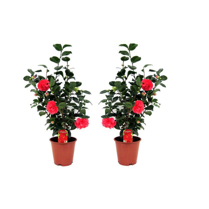 Roses Japanische Rose - 2 Stk - Camellia Japonica Lady Campbell - Höhe 60-70Cm - ⌀19Cm 