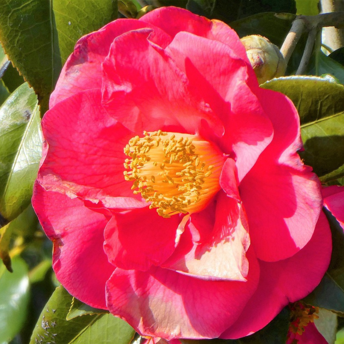 Roses Japanische Rose - 2 Stk - Camellia Japonica Lady Campbell - Höhe 60-70Cm - ⌀19Cm 