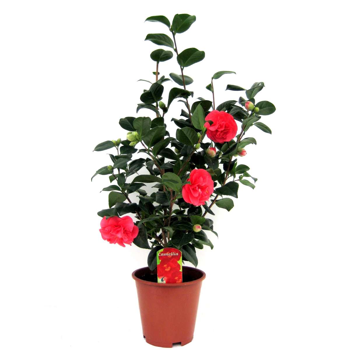 Roses Japanische Rose - Camellia Japonica 'Lady Campbell' - Höhe 60-70Cm - ⌀19Cm 