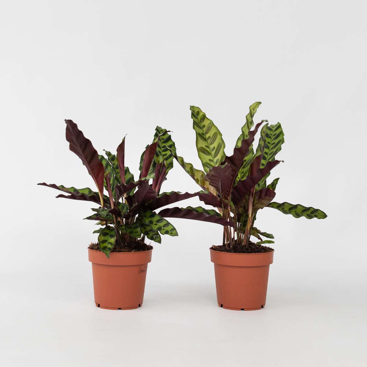 Other Green Houseplants Korbmarante - 2 Stk - Goeppertia Insignis - Höhe 30-40Cm - ⌀12Cm 