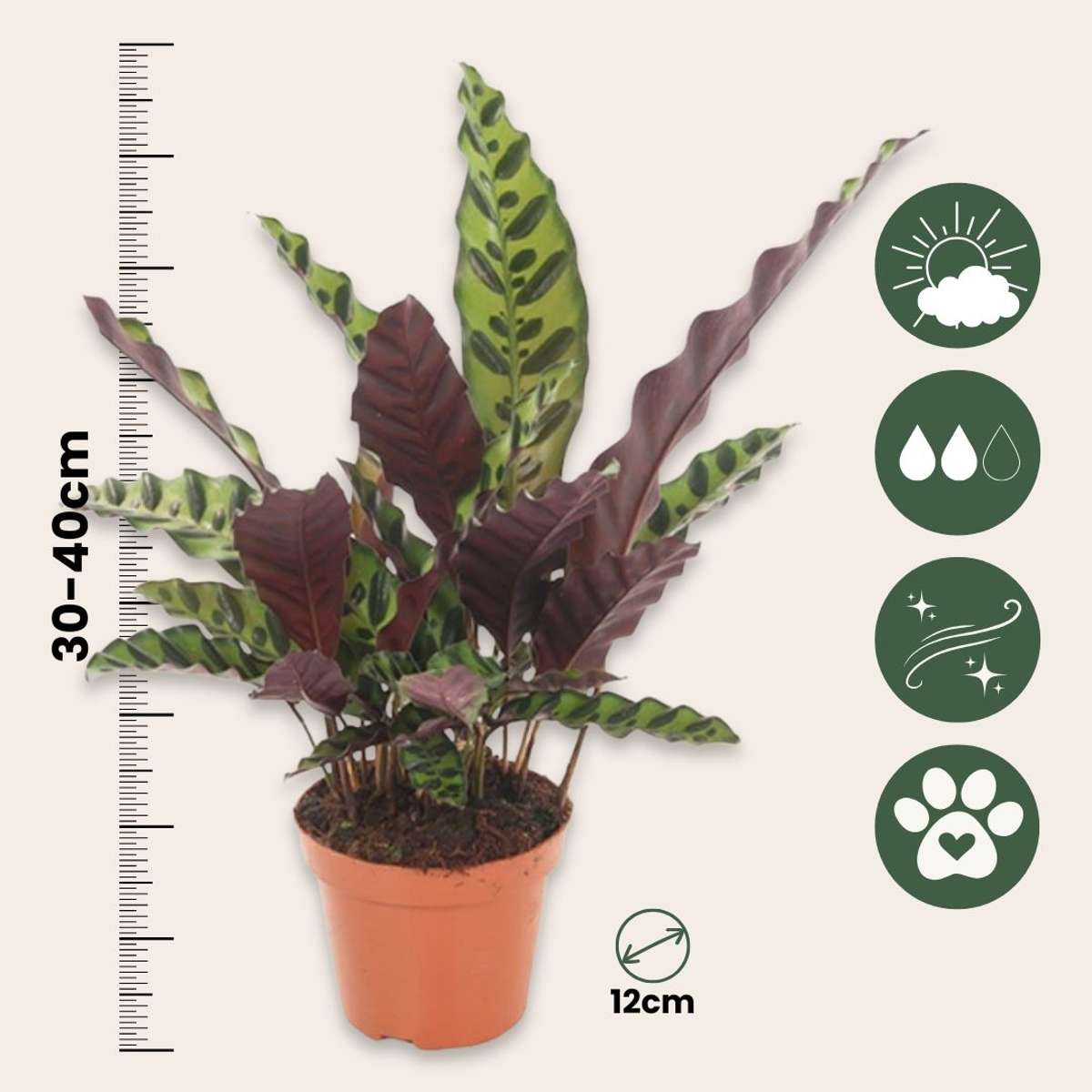 Calathea Korbmarante - Goeppertia Insignis - Höhe 30-40Cm - ⌀12Cm 